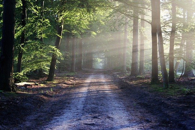 Path in woods. Image courtesy Pixabay.