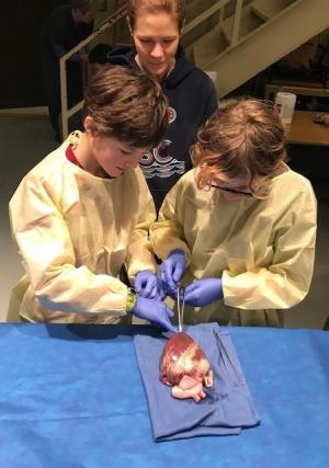Kids dissecting a heart