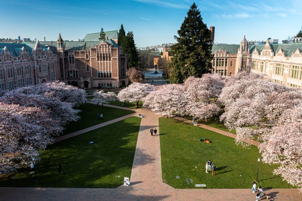 Cherry blossoms on UW quad