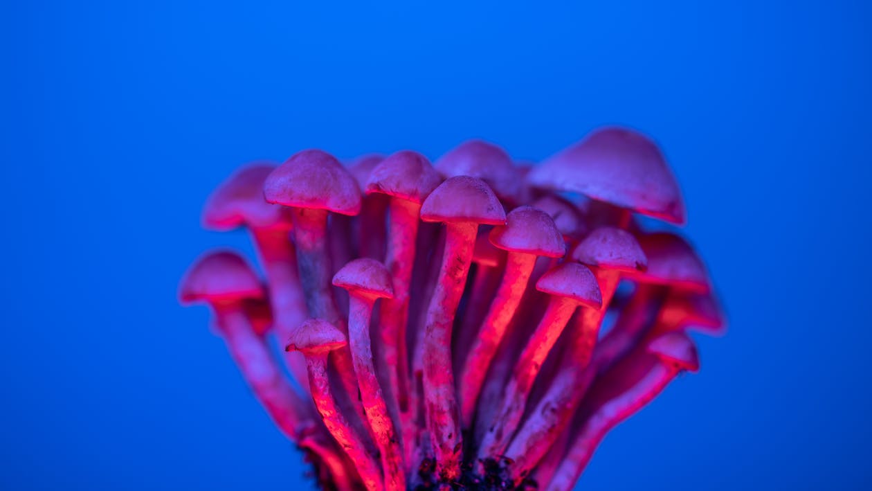 Psilocybin mushroom. Image Marek Piwnicki/Pexels