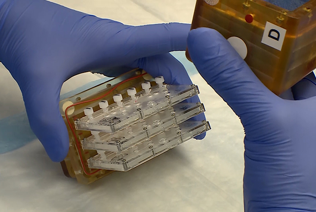 Three chips of kidney organoids are unpacked from a container that went into space on a NASA trip in 2019. Photo: UW Medicine.