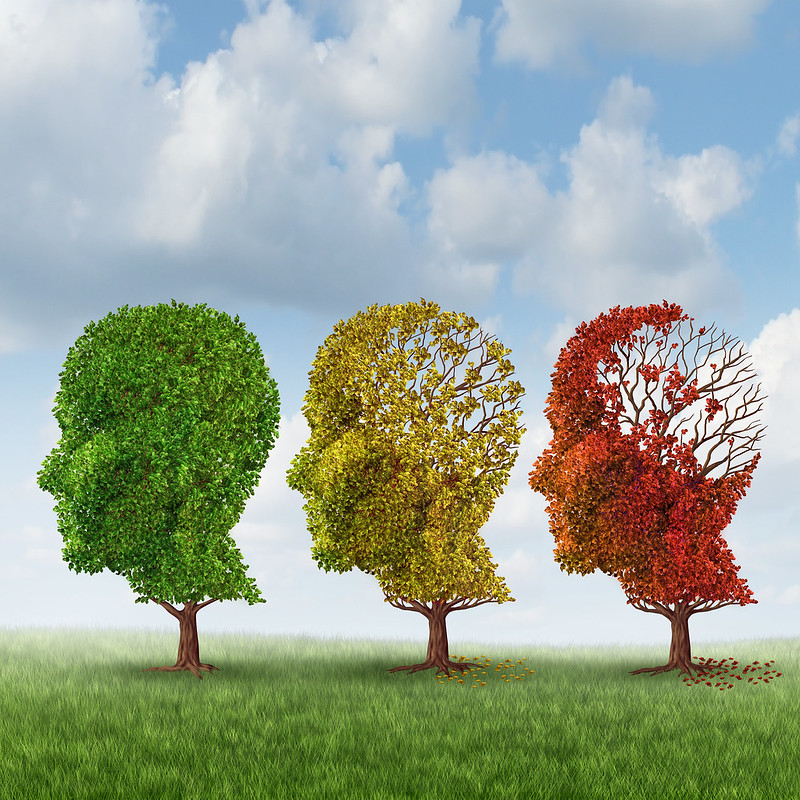 Brain aging and memory loss due to Dementia and Alzheimer's disease with the medical icon of a group of color changing autumn fall trees in the shape of a human head losing leaves as a loss of thoughts and intelligence function. Image by alvicio de las Nieves