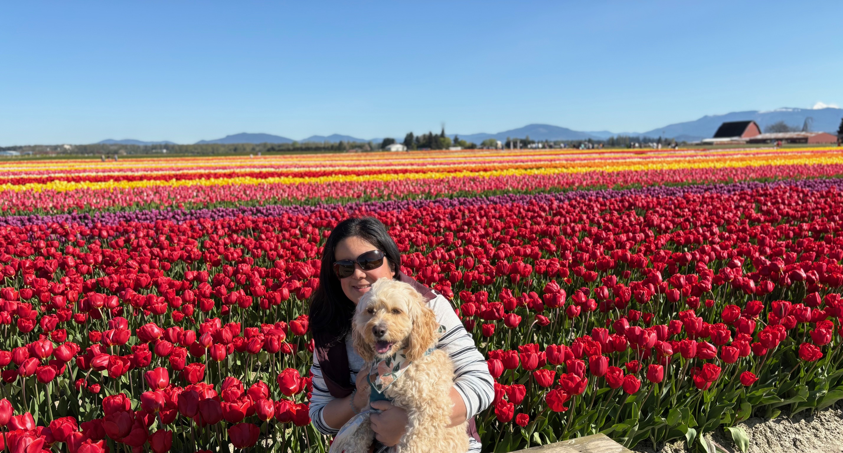 Dr. Stephanie Kim in a tulip field