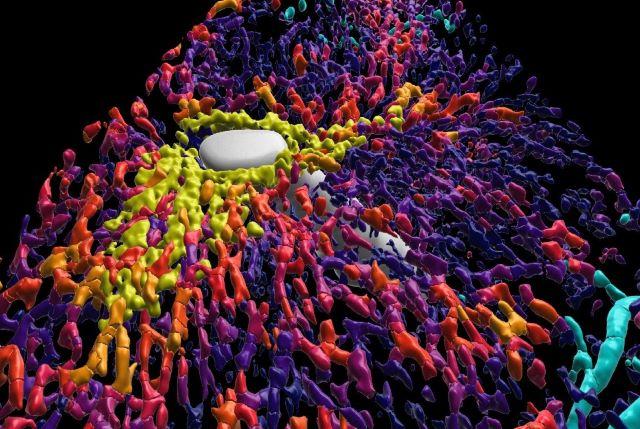 Close-up of a human liver lobule highlighting glutamine synthetase + cells surrounding the central vein (grey). Image by Wes Fabyan and Chelsea Fortin.