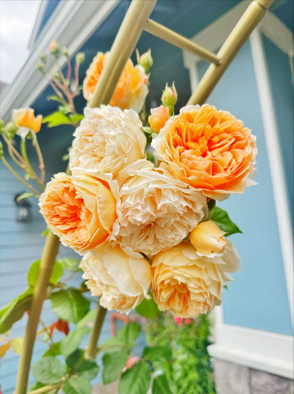 Orange roses from Tram's garden