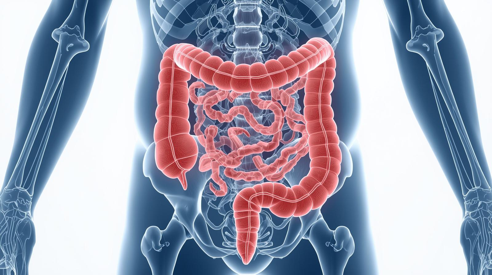 A detailed anatomical illustration showing the colon and its precise position within the human body, rendered in a clear, medical diagram style with accurate anatomical labeling. Created in Canva. 