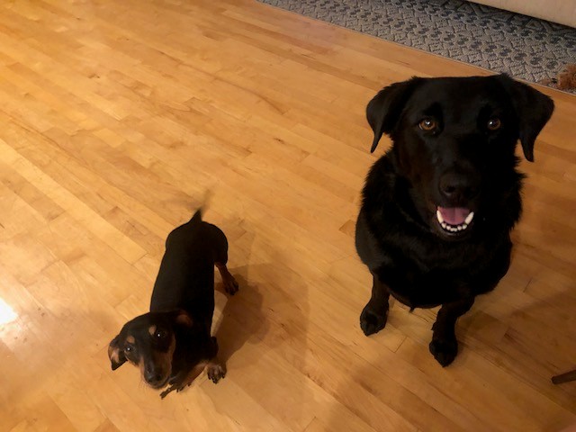 Rachel's dogs