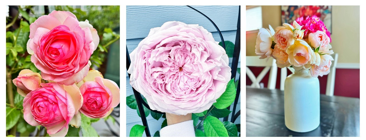 Three photos of roses from Tram's garden