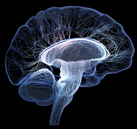 Brain stem