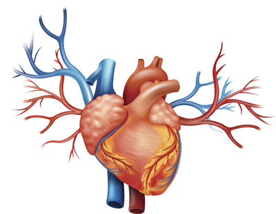 Heart illustration