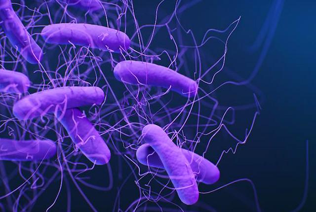 A medical illustration of Clostridioides difficile bacteria, which can cause gut infections. Jennifer Oosthuizen, Centers for Disease Control and Prevention.