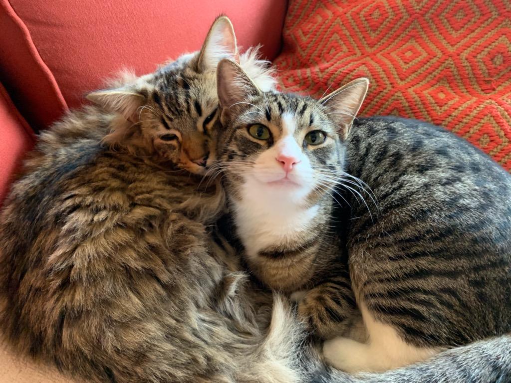 Two cats cuddling together
