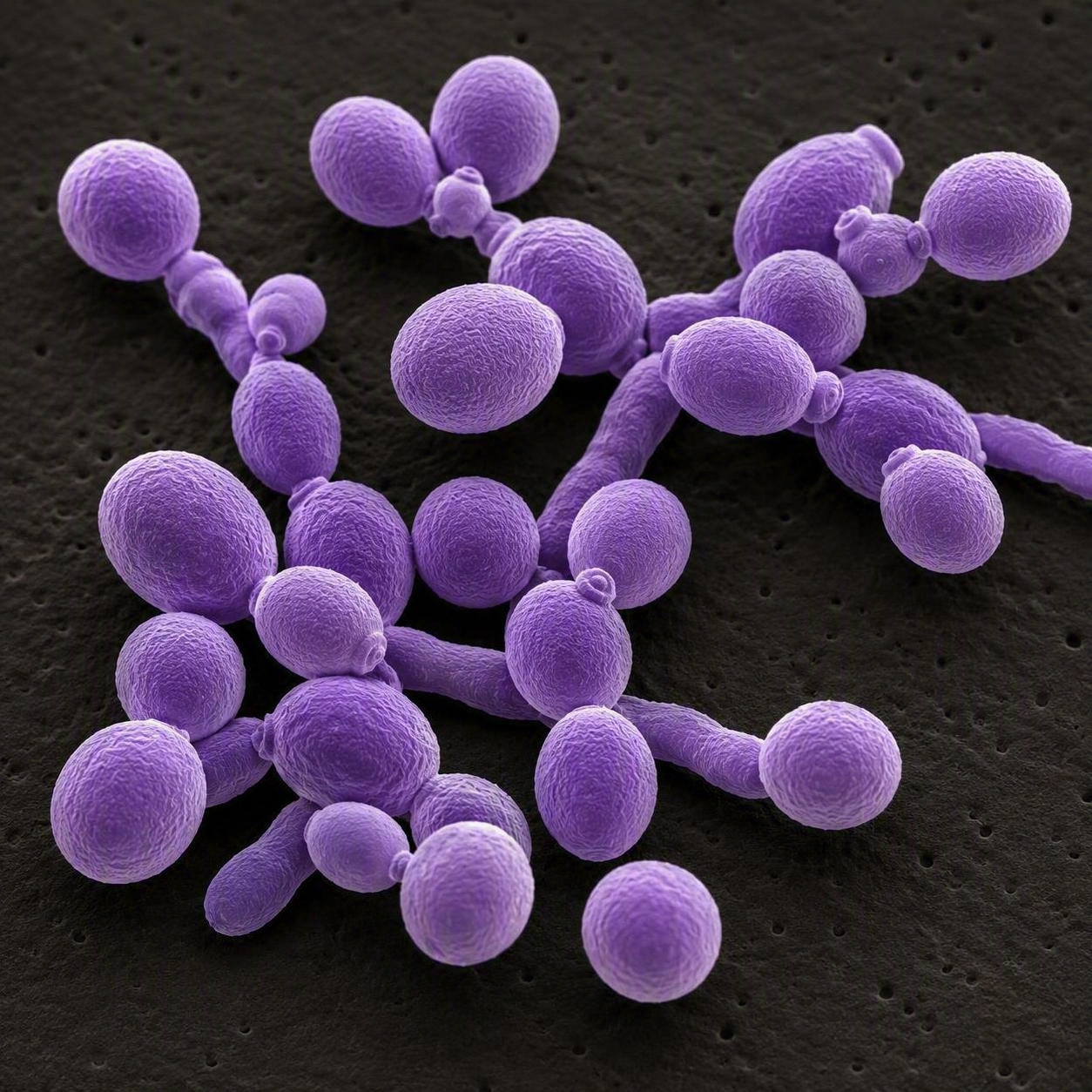 Candida auris. AI generated image. 