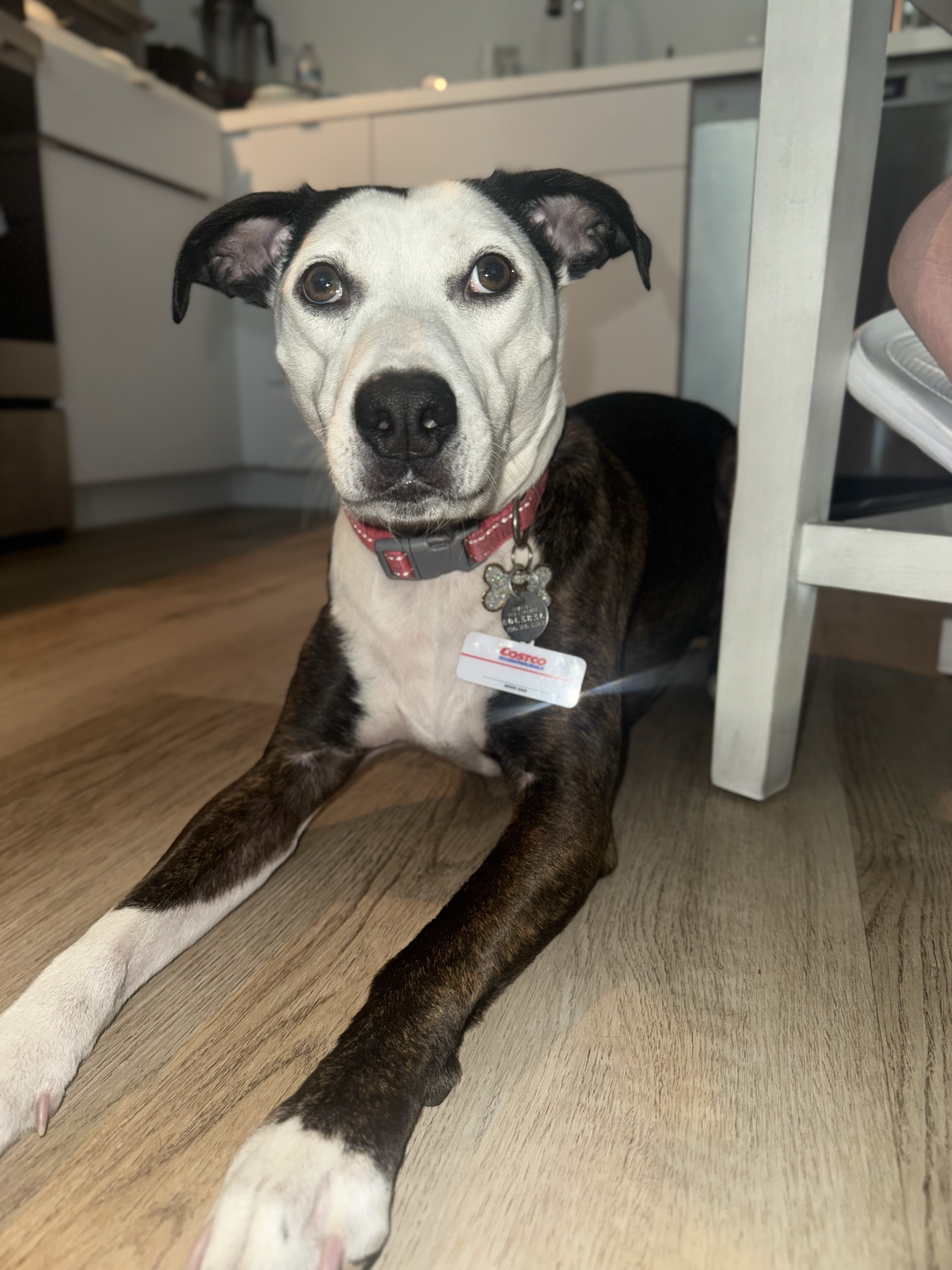 Josh's dog