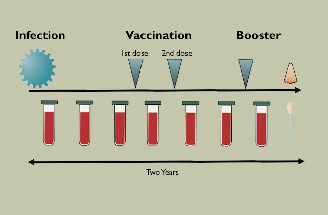 Blood tests were given to participants after a COVID infection, initial vaccination series, and booster to detect immune cells. Koelle Lab.