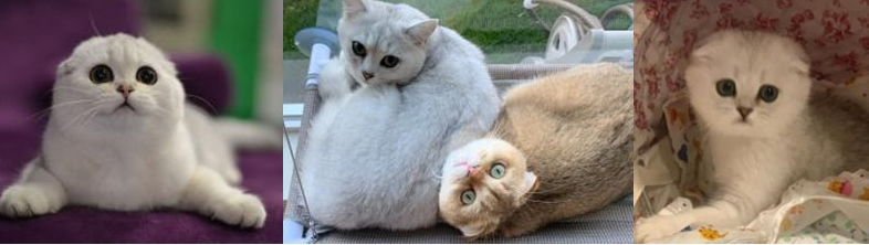 Cats