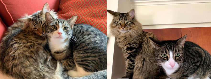 Pictures of two cats - one where they look sweet and the other where they look angry