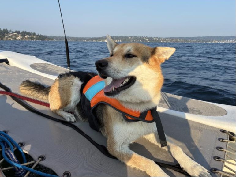 Dr. Wang's dog on a boat