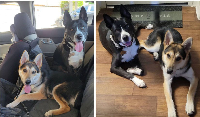 Two pics of two dogs - in a car and on the floor