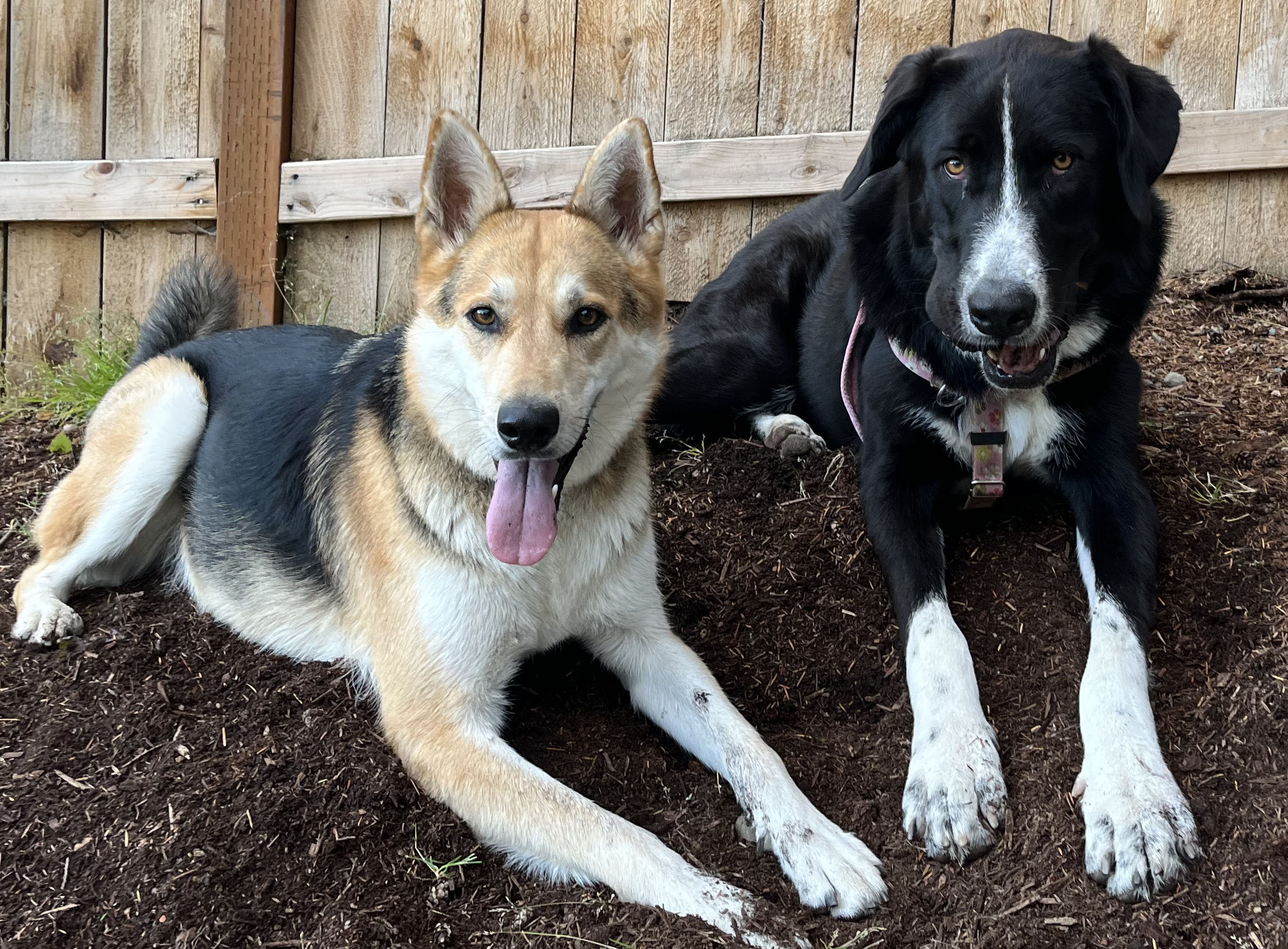 Two dogs laying side by side in a yard. One has a ball.