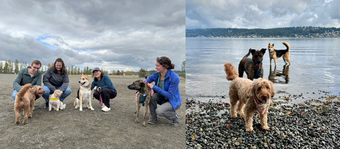 collage of dogs and their owners at the beach