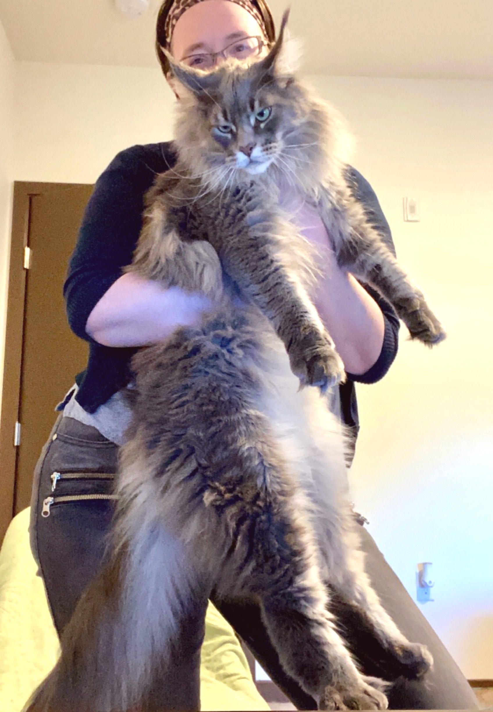 Mookie the cat